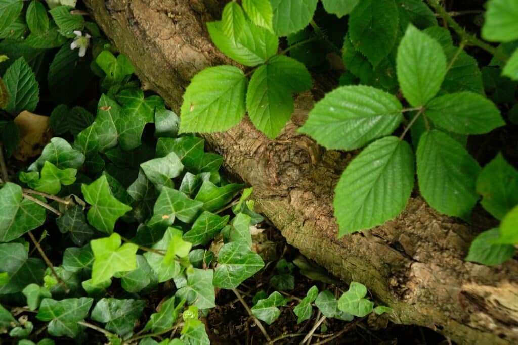 Photo Seedling sprouting