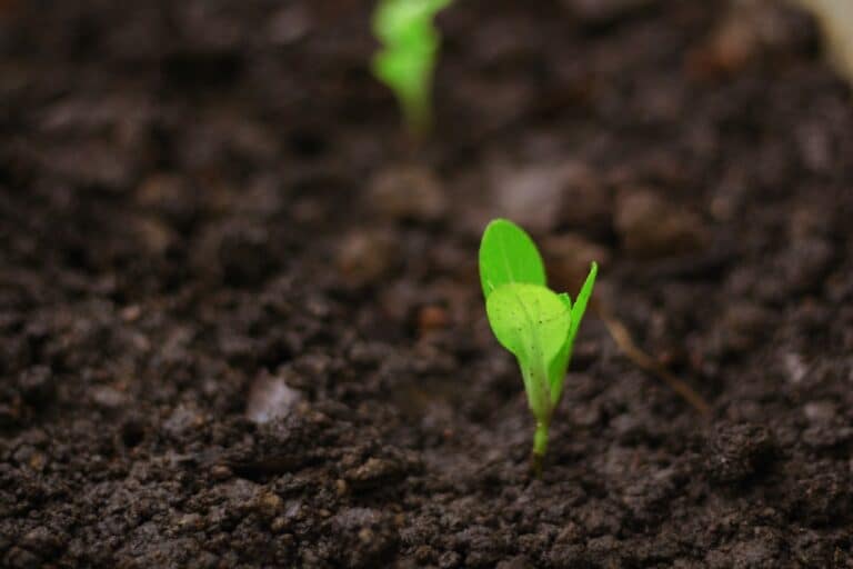 Photo growth